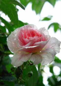 Climbing rose with dewdrops