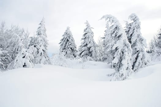 Winter Landscape 17