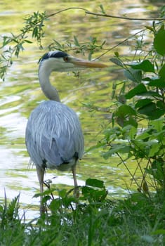 Heron