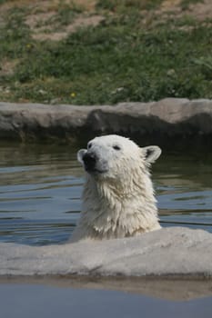 Ursus maritimus