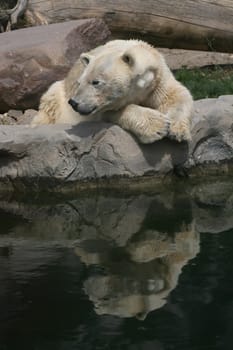 Ursus maritimus
