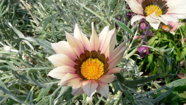 Thistle