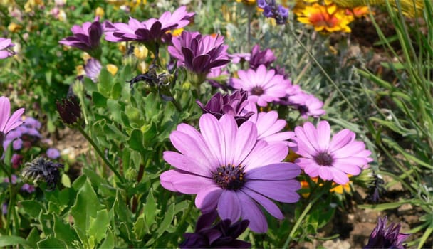 Floret