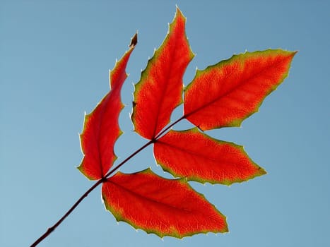 Autumn leaf