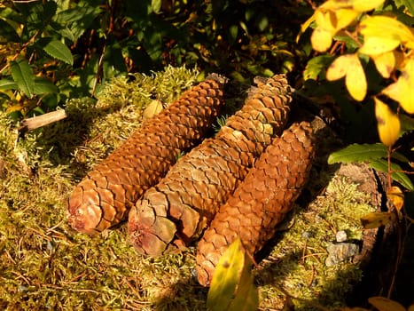 Fir cone