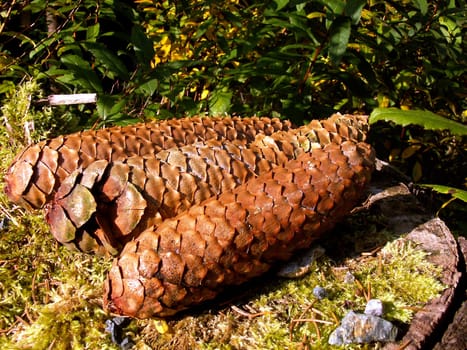 Pinecone