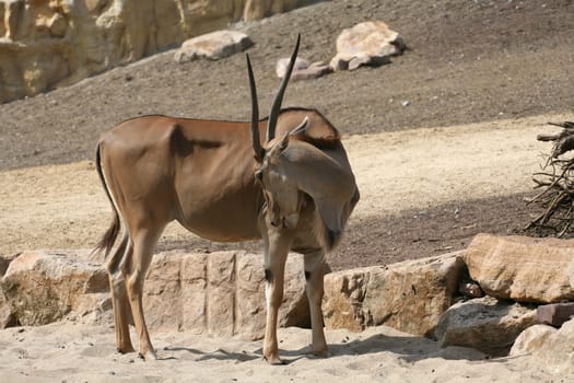 Common eland