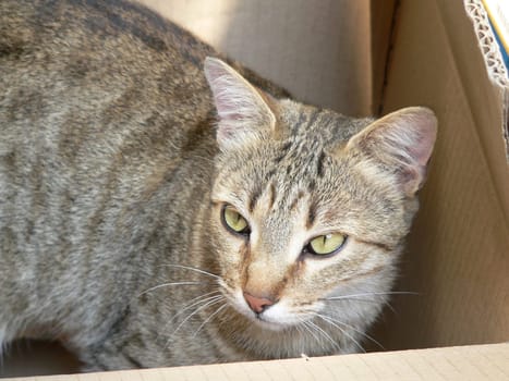 Cat in the Box