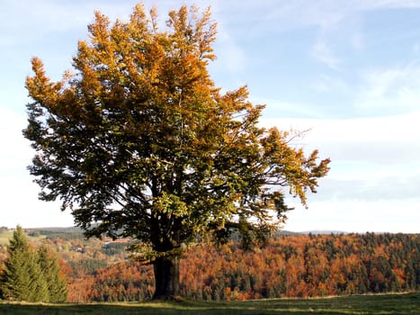 Autumn tree