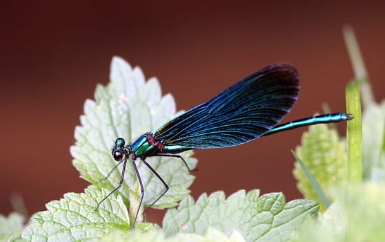 Dragonfly