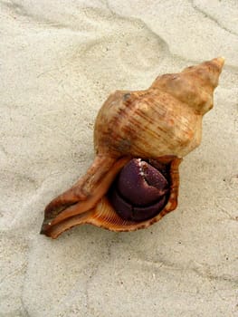 Snail