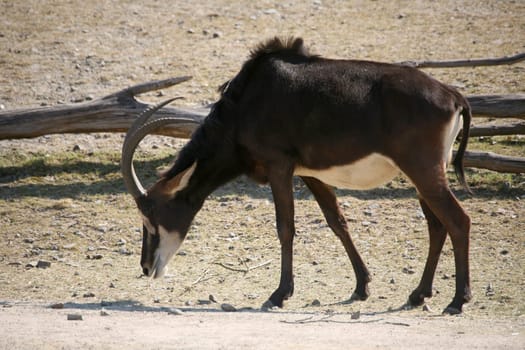 Sable antelope