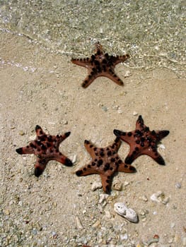 Starfish