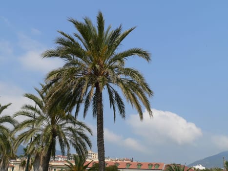 Palm tree