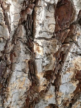 Bark detail
