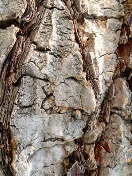Palm bark
