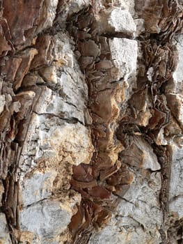 Bark