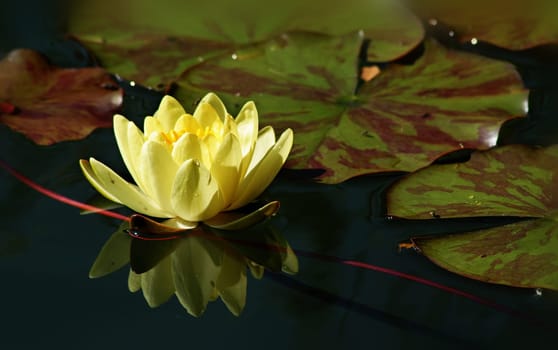 Often the good is lost by those who are looking for better....... Shakespeare