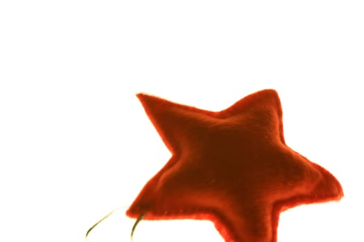 Poinsettia
