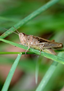 Grasshopper