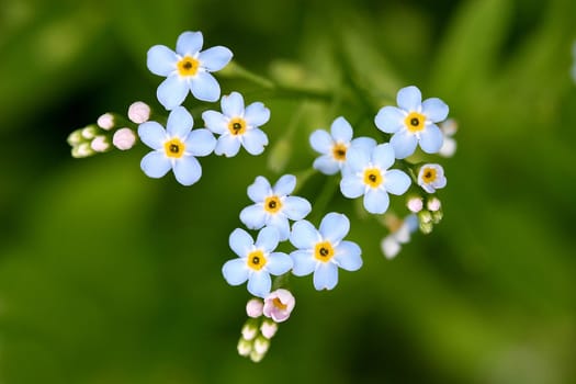 Forget-me-not