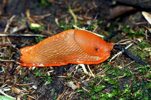 insolvent snail