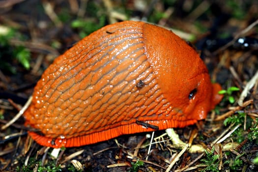 the brother of the insolvent snail