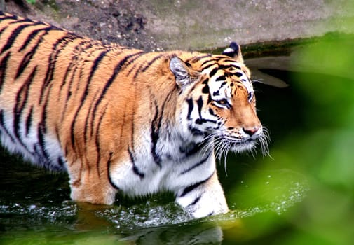 Wildcat