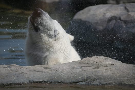Ursus maritimus