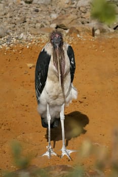Leptoptilos crumeniferus