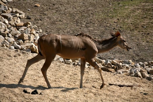 Greater kudu