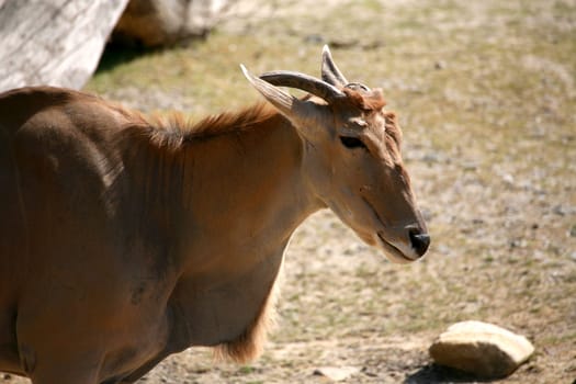 Common eland