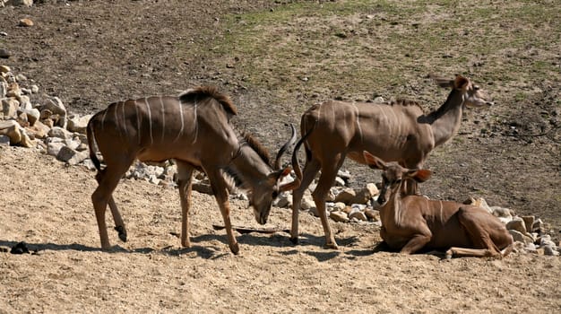 Greater kudu