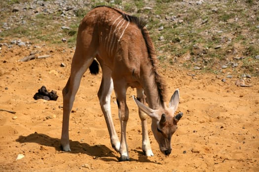 Common eland