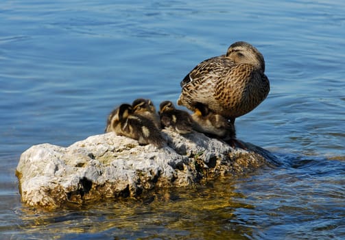 ... and mom takes care of...