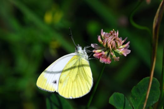 White on clover