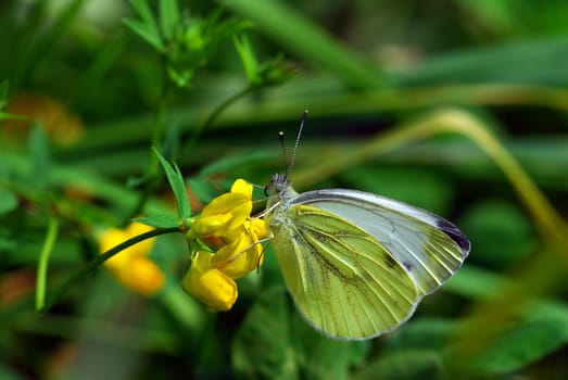 white on yellow