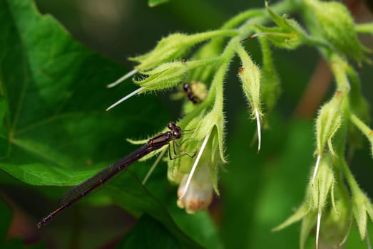 Stick dragonfly