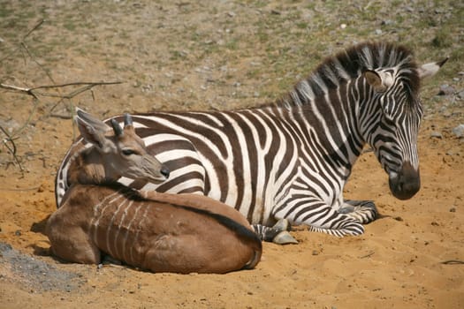 Savannah animals