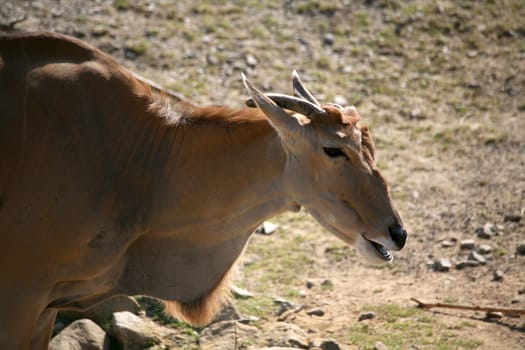 Common eland