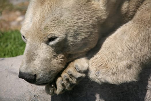 Ursus maritimus