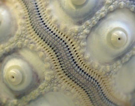 Sea urchins have a hollow,pentamic radially symmetrical inner calcareous skeleton. In many species,this is almost spherical. It has 5 double rows of ambulacral plates (ambulakralia) and 5 double rows of interambulacral plates (interambulakralia)