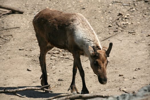 Reindeer