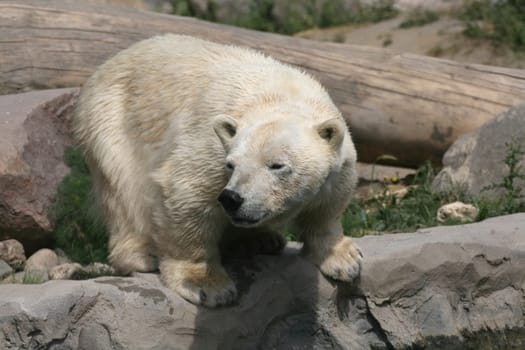 Polar bear