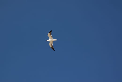 Fly seagull