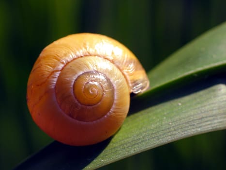 Garden Ribbon Snail