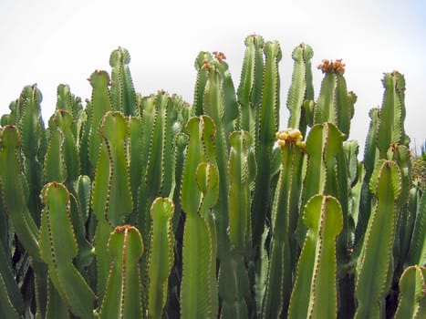 Cacti