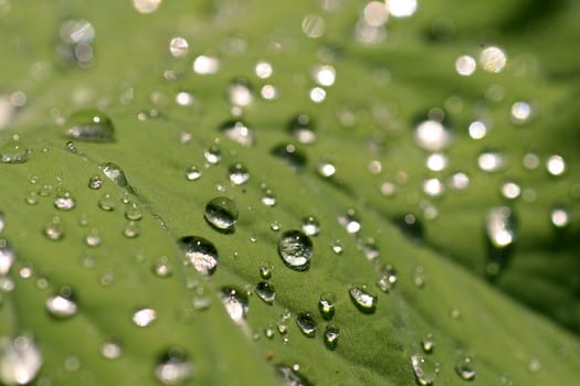 Lady's mantle