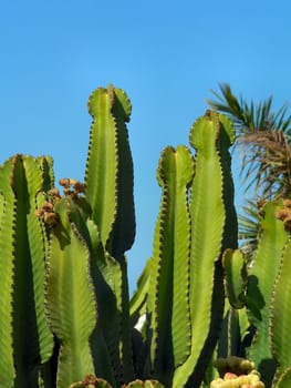 Cactus of Gran Canaria