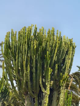 Cactus bush